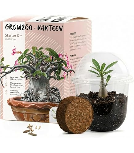 glücksfeder in seramis Glücksfeder (Zamioculcas zamiifolia) kaufen