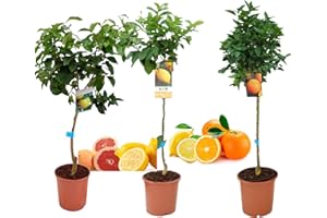 VIPARPLANT Pack Limonero - Naranjo - Pomelo - Mandarino Planta Natural - (Altura 110 Cm) Maceta 22 cm (Pack Limonero+Naranjo+Pomelo)