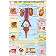 HPM08 | TeachingNest | Kidney, Skin & Excretory Organs Chart 70x100 cm | English & Hindi Combined | Human Physiology Chart | Laminated | Wall Sticking teachingnest and Human Physiology Charts