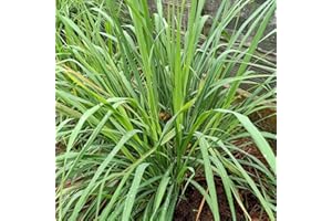 THE SEED SHED Lemon Grass Seeds – Perfect for Cooking, Teas & Aromatic Gardens – Easy-to-Grow Herb – Ideal for Pots, Borders & Greenhouses