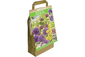 GreenBrokers Allium Bulb Collection 50 Bulbs