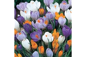 GARTHWAITE NURSERIES 100 x Mixed Crocus Bulbs - Dutch/Vernus Variety