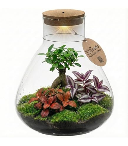 SAFLAX - Bonsai - Echte Myrte/Brautmyrte - 30 Samen - Myrtus communis :  Amazon.de: Garten