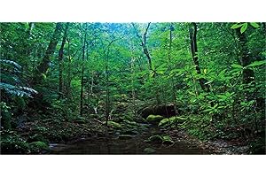 MIRRORANG 91x41cm Fond de Terrarium de forêt Profonde Plantes Tropicales Fond d'aquarium de lac d'eau Fond d'habitat de Reptiles de forêt Tropicale Fond de Vinyle Durable