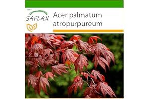 SAFLAX - Klon Japoński Czerwony - 20 Nasiona - Z pożywką wolną od zarazków - Acer palmatum