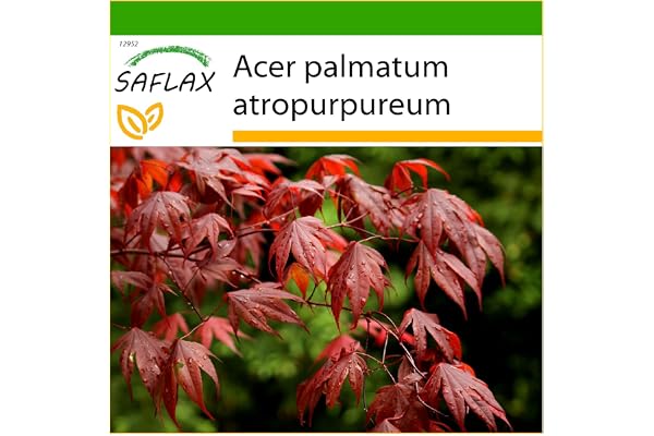 SAFLAX - Erable du Japon pourpre - 20 graines - Avec substrat - Acer palmatum atropurpureum