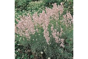 Lavender ‘Rosea’. Medium Plug Plant x 4. Dense Spikes of Fragrant, Rose-Pink Flowers. Available from Bedwen Plants