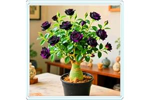 KVHSVB Resistente a la sequía y fácil de cultivar, una maceta de Rosa del Desierto puede embellecer el balcón.-1bulbos-D