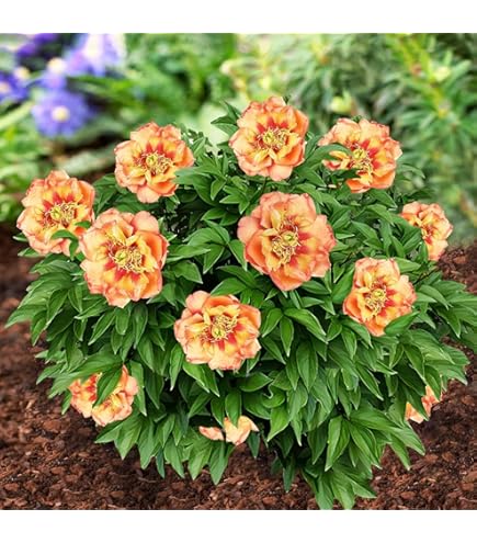 Winterharte Pfingstrosen Zwiebeln - Mehrjährige Regenbogen Pfingstrosen