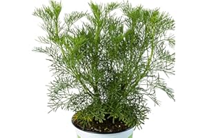 Wormwood Plants. 'Cola'. Southernwood. Aromatic Perennial herb with Medicinal Properties. Yellow Flowers. 9cm Plant x 2. Available from Bedwen Plants