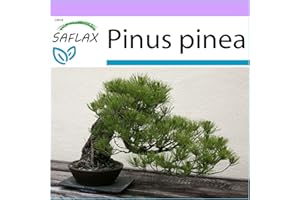 SAFLAX - Pino marittimo - 6 semi - Pinus pinea