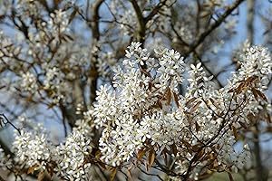 PLANTAPRO Amelanchier lamarckii 60–100 cm – Winterhart, Mehrjährig, Pflegeleicht – Kupfer-Felsenbirne – Heckenpflanze für Garten & Sichtschutz