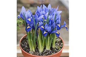 Oliwier's Bulbs 20x Iris Reticulata Harmony Bulbs Dwarf Miniature Blue Flowers Ideal for Rockeries Pots Borders Hardy Early Spring Garden Perennial