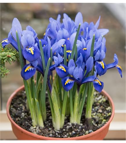 CROCUS Ruby Giant. Crocus tommasinianus