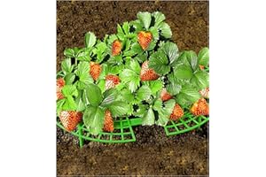 Maximex 7387500 Supporti per Fragole, Set di 5, Polipropilene, Verde