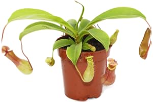 Exotisk hjärta – kannrankeväxt – Nepenthes – 9 cm kruka