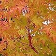 Acer Palmatum Sangokaku Coral bark Hardy Deciduous Plant in a 12cm Pot - Green-red tinged Leaves Coral-red Shoots and bark