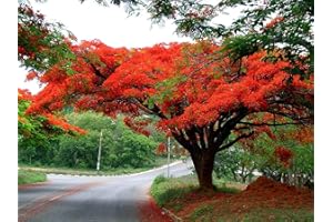 ASTONISH VISA STORE 10 Graines Delonix regia Flamboyant, semences Roy Poinciana