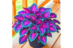 FKGNQS Winterharte mehrjährige Seltene Hosta Einfach zu Pflegen-4zwiebeln-i