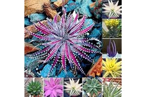 Haloppe 100 Stück Aloe Vera Pflanzen Samen für die Bepflanzung des Hausgartens, seltene Aloe Vera Samen Sukkulenten Kräuter Balkon Garten Topf Bonsai Pflanze Aloe-Vera-Samen