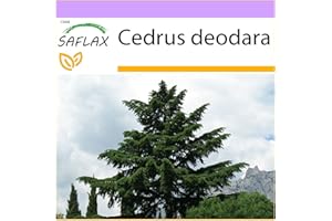 SAFLAX - Cedro del Himalaya - 35 semillas - Cedrus deodara