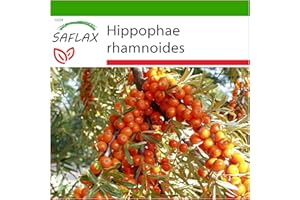 SAFLAX - Argousier - 40 graines - Avec substrat - Hippophae rhamnoides