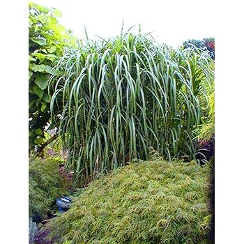 4 x Riesen-Chinaschilf, winterhart, Miscanthus Giganteus