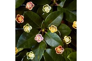 ‎LIGHTS4FUN Lights4fun 20er LED Micro Lichterkette Rosen warmweiß Timer Batterie Innen- und Außenbeleuchtung