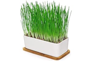 PFOTENOLYMP Herbe a Chat a Planter | Produit Ecologique sans BPA Marque Allemande | Herbe à Chat à Faire Pousser | Kit Graines Herbes à Chat, Terre de Coco, Jardinière Ceramique | Idéal Chats Chatons