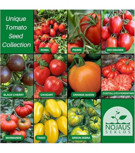 BIO-Tomatensamen Oaxacan Jewel – Frühe Fleischtomate, Gelb-orange-rot, Portion Mit 10 Korn