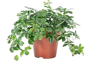 Zimmerwein 'Smit Verona Vein' - pflegeleichte Zimmerpflanze, Parthenocissus striata - Höhe ca. 20 cm, Topf-Ø 10,5 cm