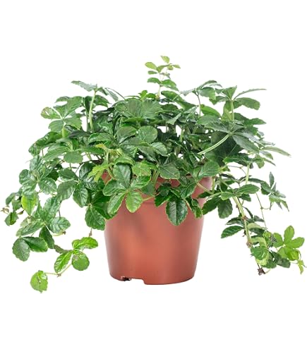 Tarantel-Farn, Spinnenfarn, Vogelspinnen-Farn, (Humata tyermannii)  Zimmerpflanze, krftige Pflanze im 12cm Topf : Amazon.de: Garten