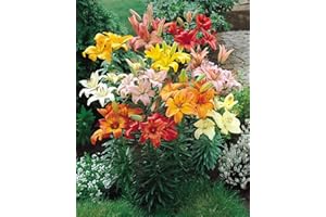 FLORIANA-BULBOSE Bulbos de Flores - Lirios - Azucenas - Lilium (5 X Lirios asiáticos MIX)