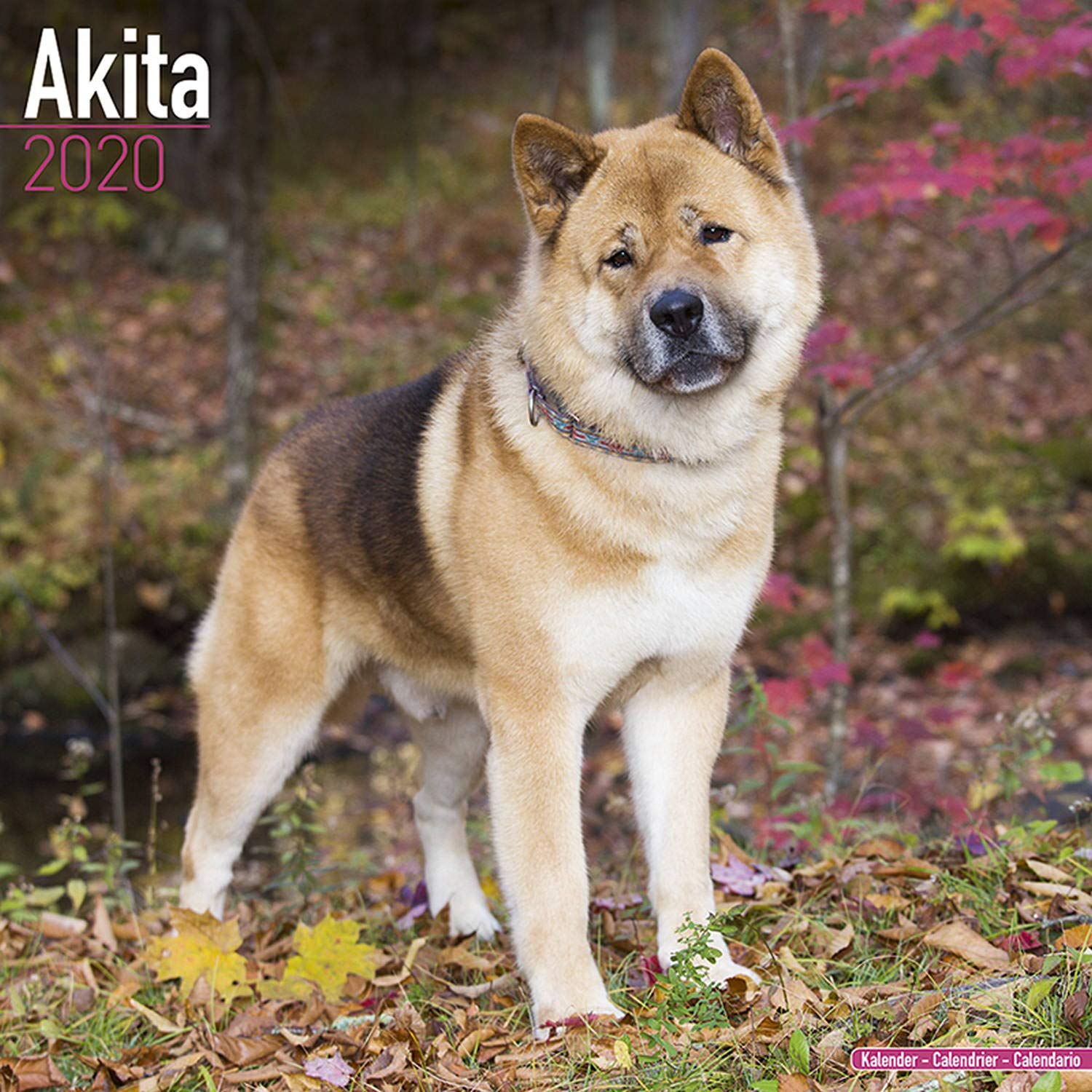 Akita Calendar 2020 Dogs.co.uk