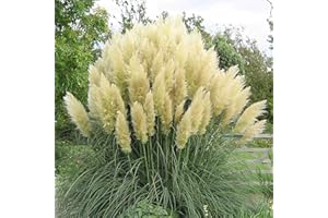 ZHOUBAA Semi per piantare, 500 Pampas erba semi fotofili resistenti al freddo appariscenti piante produttive per cortile - semi di erba pampas gialli