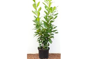 PLANTAPRO Cherry Raspberry Hedge Plants Evergreen Privacy Screen Prunus Lauroc. 'Novita' grown in pot, 80-100cm