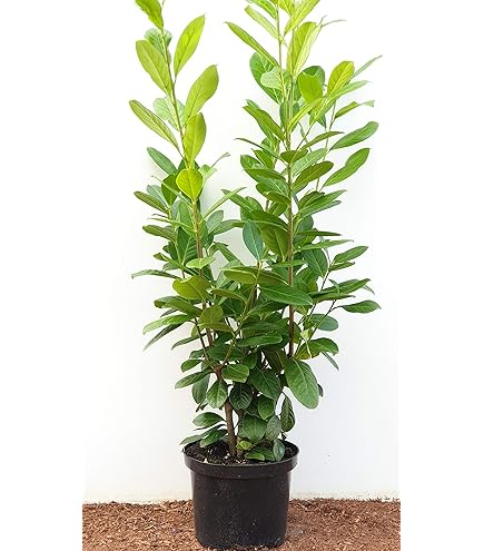 Portugiesischer Kirschlorbeer Containerpflanzen 40-60 cm : Amazon.de: Garten
