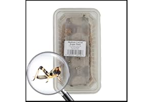 Livefoods4u Medium Locust Live Food (12-20mm) Mega Super Tub 25 - Perfect for Reptiles and Lizards - Sustainably bred