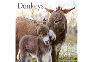 Donkeys Calendar 2024 Square Animal Wall Calendar - 16 Month