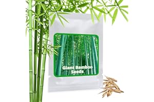 BAMBOU GEANT MOSO env. 60 graines / Phyllostachys pubescens / "Roi des Bambous"