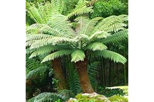 HORTUS PLANTA Dicksonia Antarctica - Tree Fern - Plant in 2 L Pot