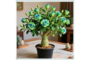 KVHSVB Crea fácilmente un pequeño jardín, la rosa del desierto es el toque final.-1bulbos-D