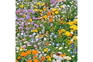 THE SEED SHED Rockery Mixture Seeds – Quick & Easy to Sow – A Superb Mixture of Low-Growing Plants – for Your Beautiful Garden