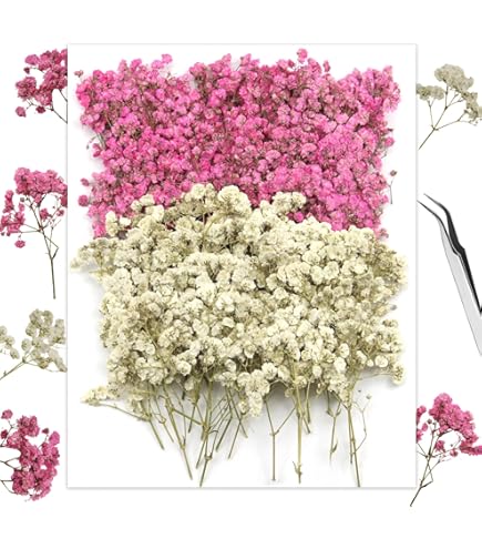 Gypsophila Essiccata - 50 Steli Fiori Secchi, Colore Avorio, Per Decorazioni Matrimonio, Casa E Centrotavola - Foto 8