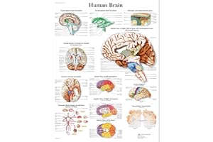 3B Scientific VR1615L wykres ludzkiego mózgu wersja laminowana