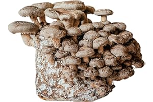 Merryhill Mushrooms - Ready Growing Shiitake Mushroom XL Growing Kit | Easy To Grow, Perfect Indoor Gardening Gift, Large Yield and Harvest