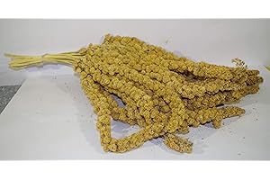 ZAMBONIN AGRICOLTURA Panico in Spiga per l'alimentazione di molte specie di Uccellini da compagnia e anche per gli uccelli liberi (1)