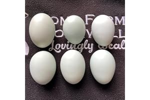 HOME FARM CORNWALL Cream Legbar auto-sexing chicken hatching eggs (6)