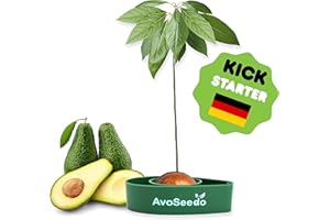Avoseedo - Grow Your Own Avocado Tree