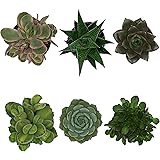 Pasiora Sukkulenten Mix im 6cm Topf, verschiedene kleine Pflanzen, Geschenkset (6 Stück)